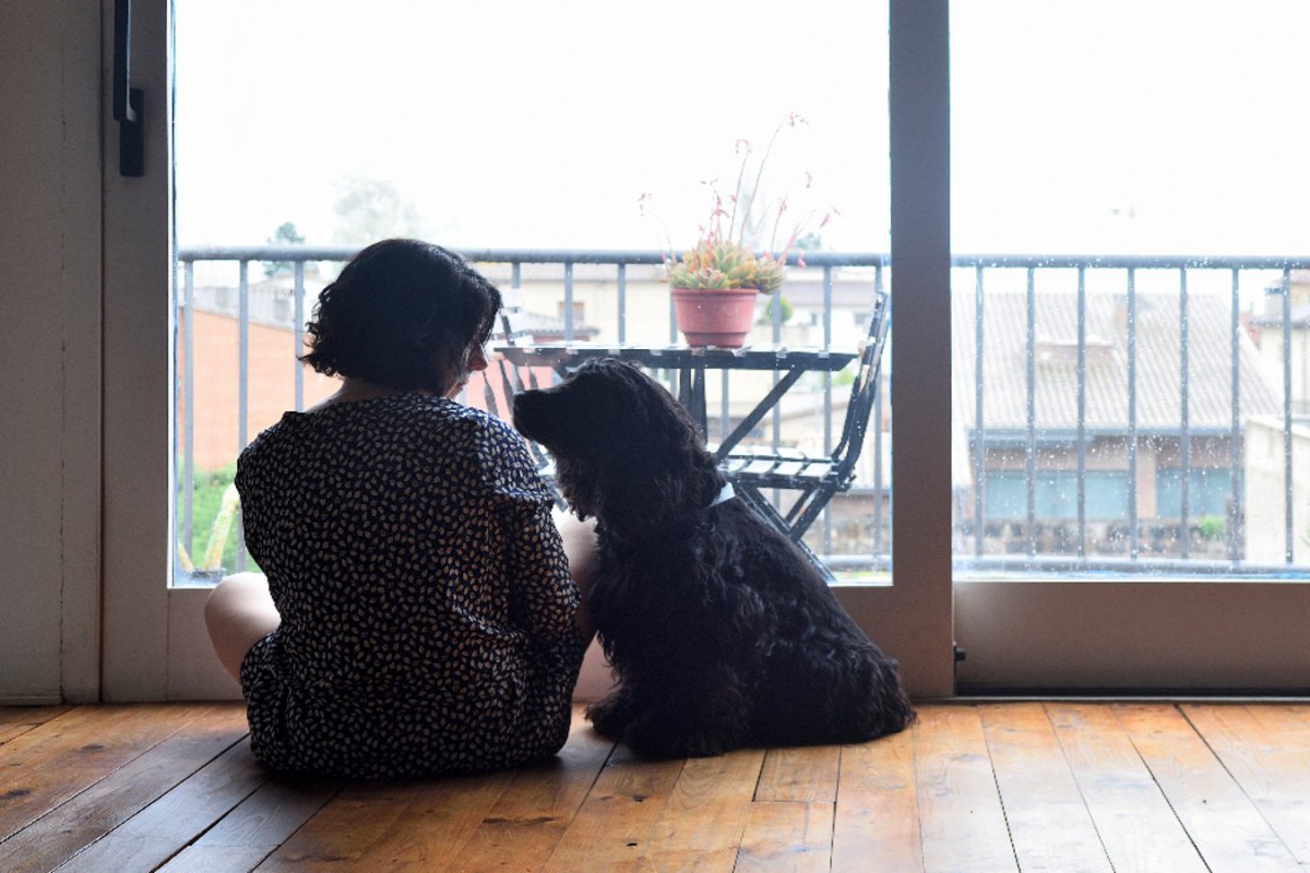 米国〜愛犬と一緒に避難できるDVシェルターを増やすための活動