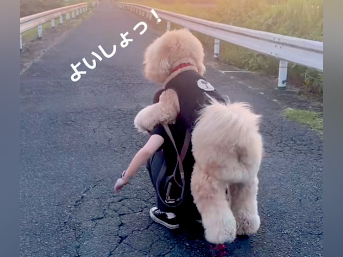 歩くのに疲れて『おんぶをねだる大型犬』→背負ってあげると…まるで『人間の親子のような光景』が388万再生「絶対二度見する」「幸せ感じた」