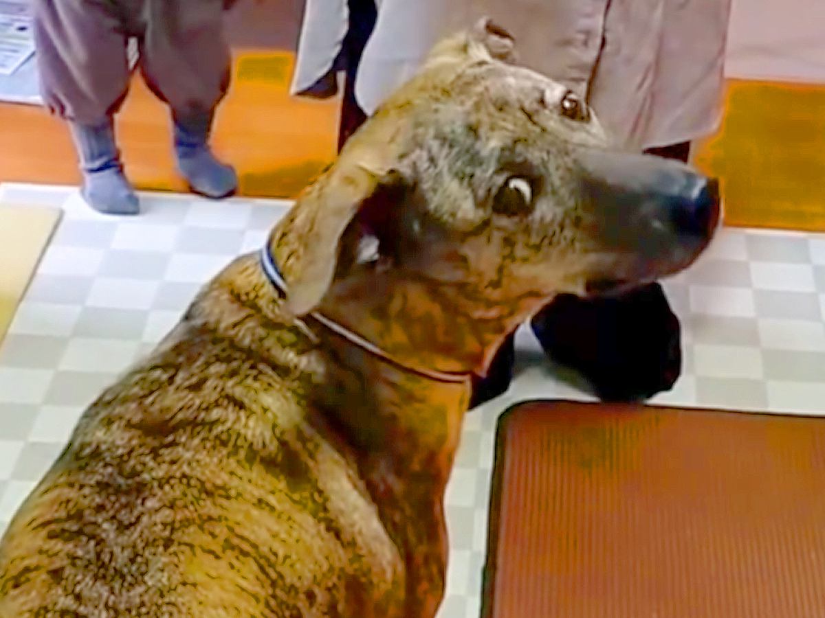 パパがいないことに気づき『置いていかれた』と怒る犬→帰宅しても気付かずに…発見した時の『可愛すぎる反応』が4万再生「ちょっと抜けてるｗ」