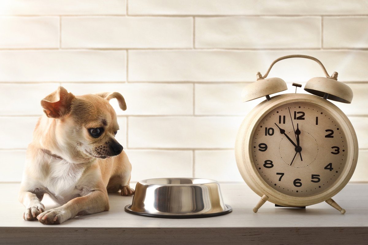 犬はなぜご飯の時間を把握しているの？「時間」も理解してる？