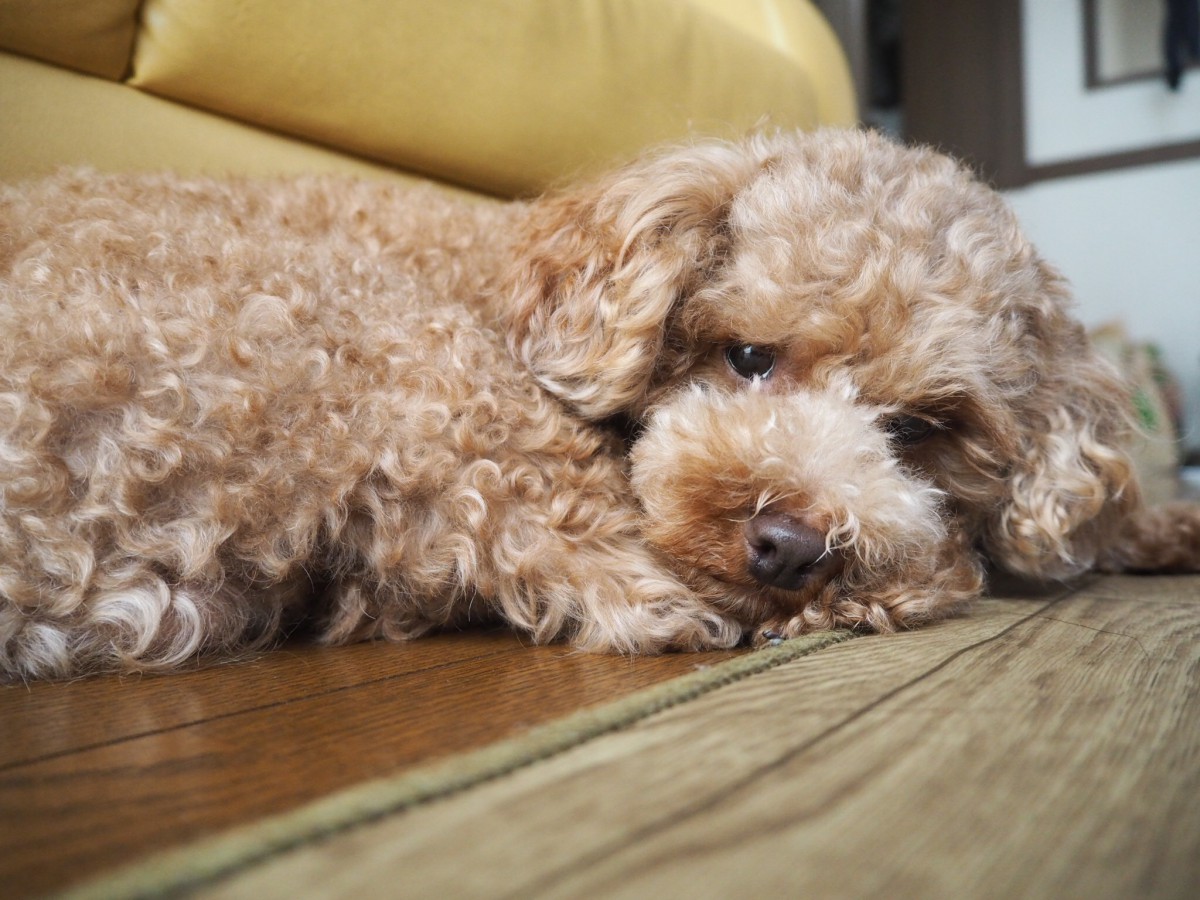 愛犬が飼い主に興味を無くした時に見せる仕草