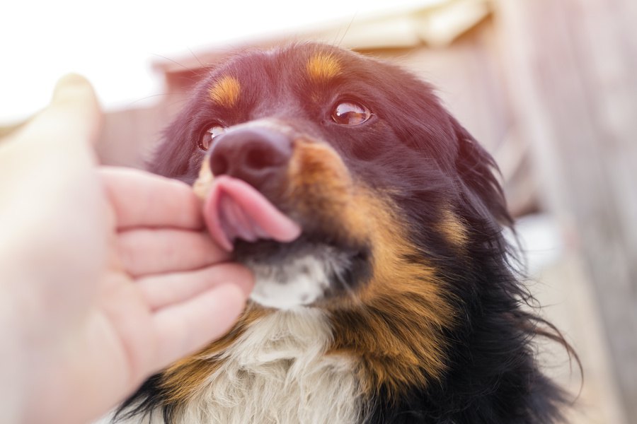 犬が飼い主の手を舐めるのには理由がある！４つの意味とは