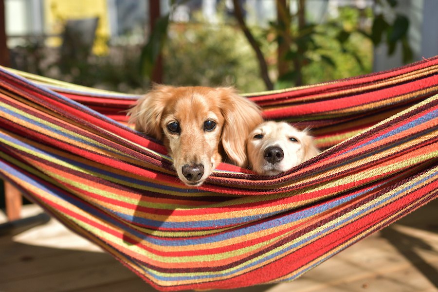 犬を飼うと変わる11のこと！飼う前との生活とこんなにも違う！