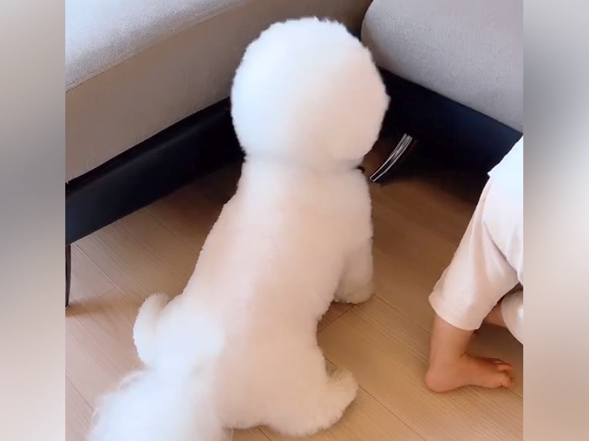 ソファにつかまり立ちしている赤ちゃん→隣にいる犬がママの気をひこうとして…可愛すぎる『まねっこ行動』に「同じくらいの背丈なの最高」と反響