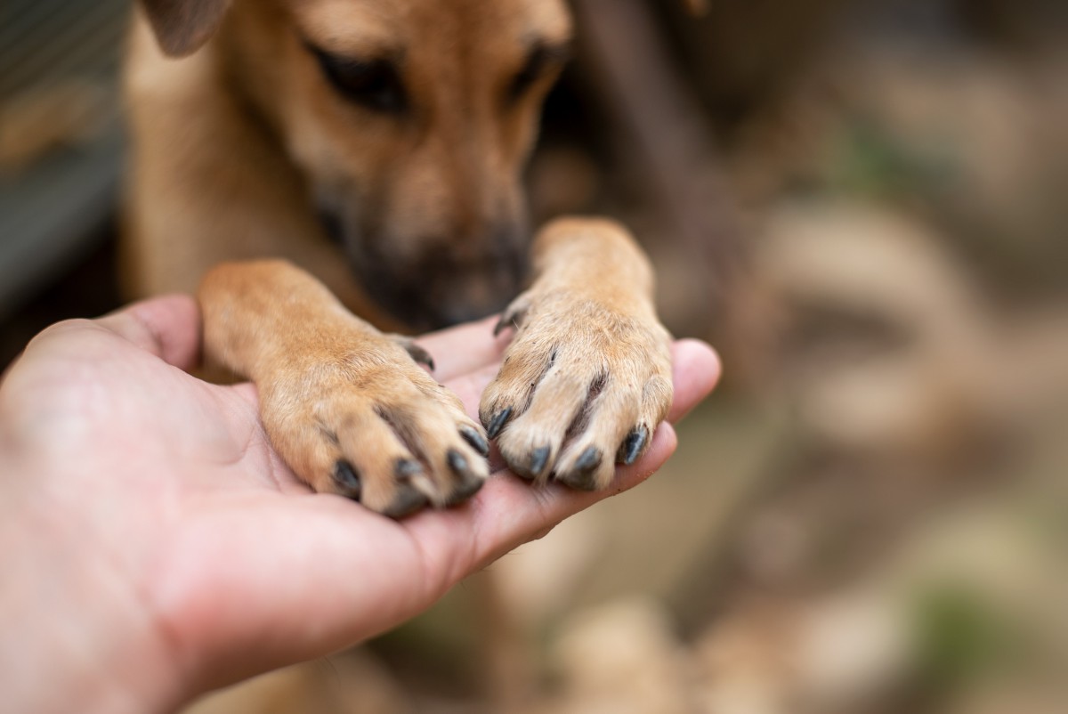 犬の爪切りをサボり続けるとどうなるの？