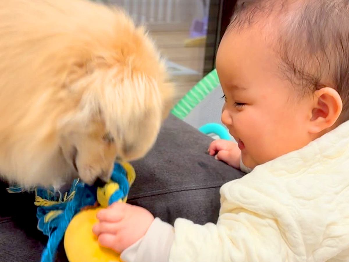 生まれて8ヵ月の赤ちゃん→犬と一緒に遊んでいるのを見ていたら…想像以上の成長っぷりが1万再生　一緒に楽しむ光景が微笑ましいと話題