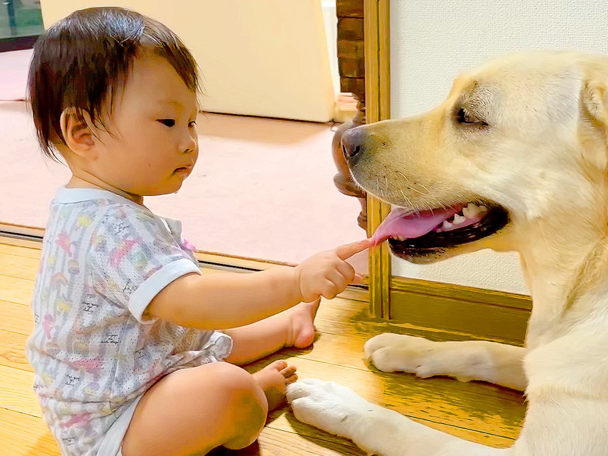 赤ちゃんが『大型犬の口にあるヒラヒラ』に触った結果…とんでもなく尊い光景が79万再生「恐る恐る触るの可愛い」「気になるよねｗ」と絶賛