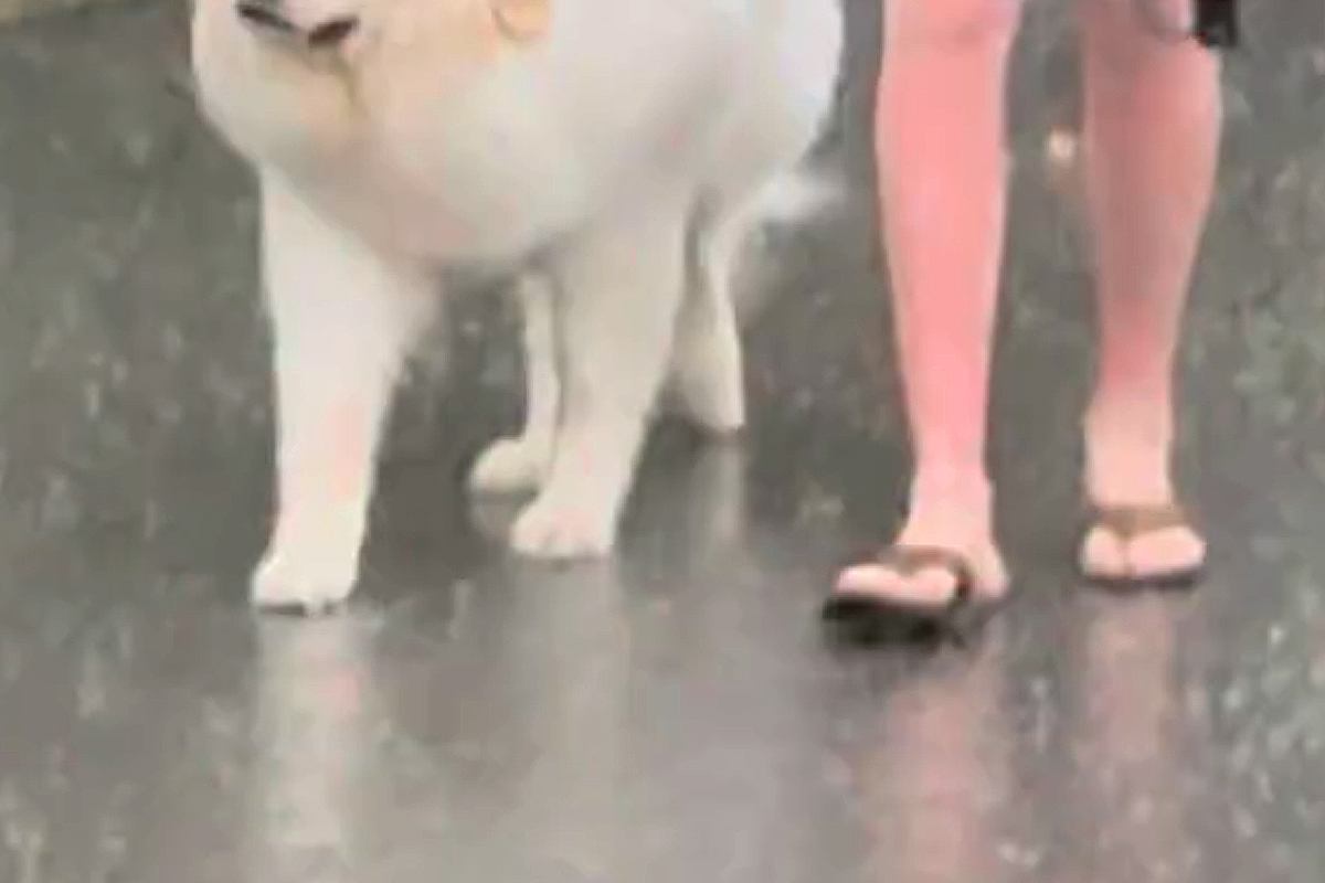 台風のため、パパが早めに犬の散歩へ→天気予報が外れ『大丈夫かな』と心配していたら…まさかの表情が73万再生「貫禄あって草」「顔たまらんｗ」