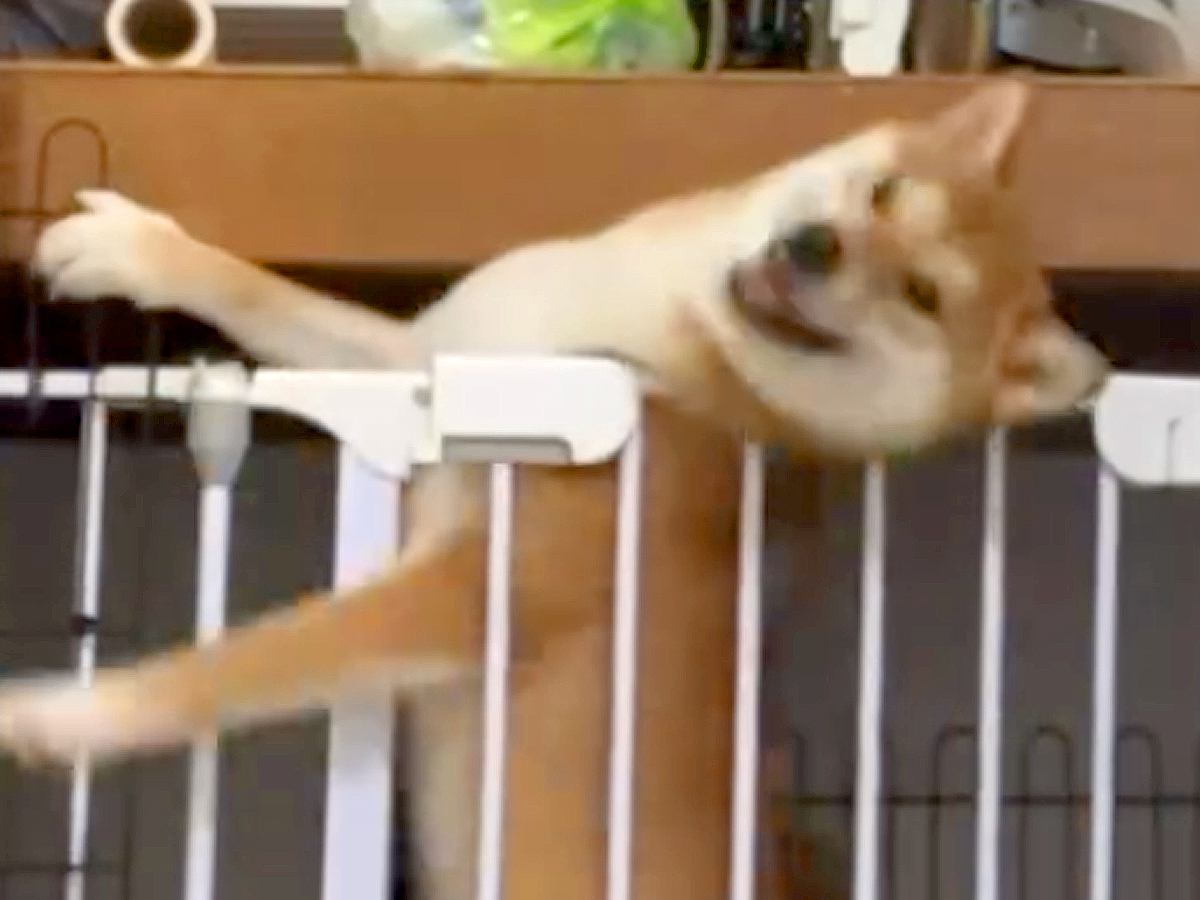 よくケージから脱走する犬→紐までくくりつけているのに…カメラが捉えた『脱出の決定的瞬間』に反響「スキル高すぎる」「すごい執念ｗ」