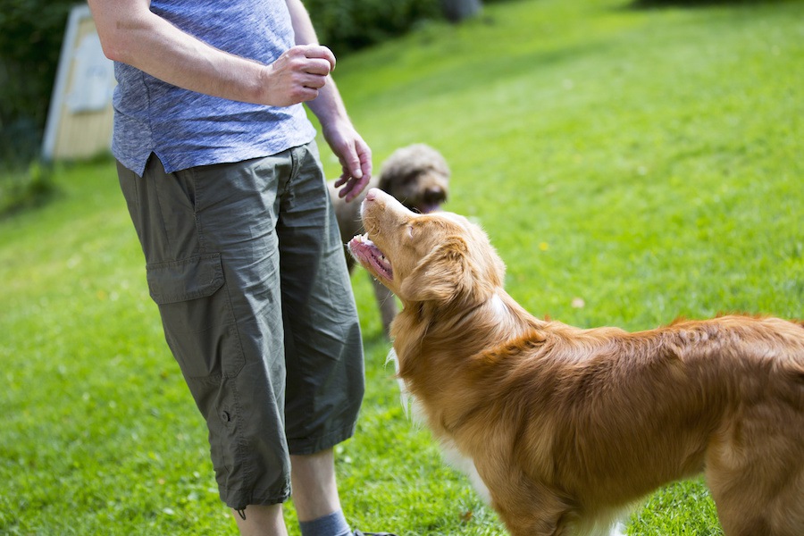 たった一つだけ！我が家で実践した「犬の正しい叱り方」