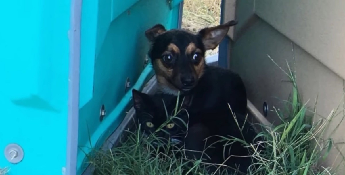 身を寄せ合って暮らしてた野良犬と子猫は2匹揃って幸せのお家へ