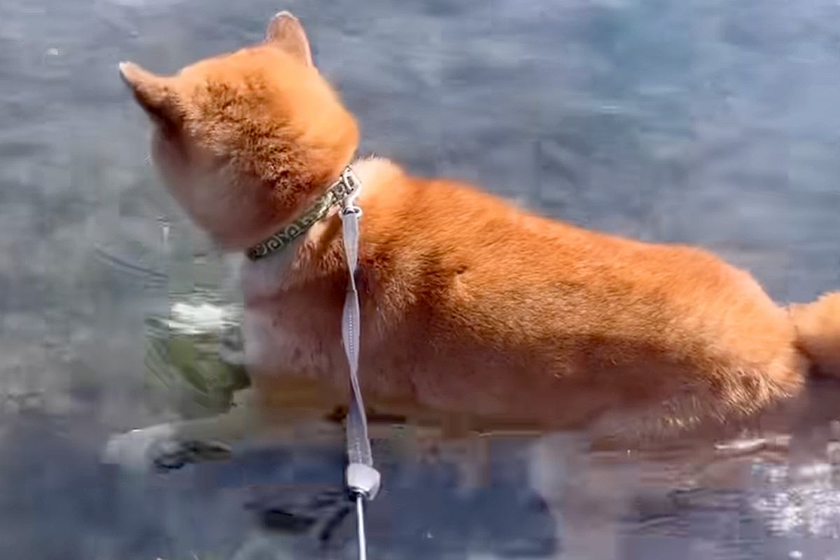 お風呂嫌いの犬が『湖』に入った結果→『遊ぶかな』と思いきや、わずか1分後…この世の終わりのような表情が42万再生「ドン引きしてて草」