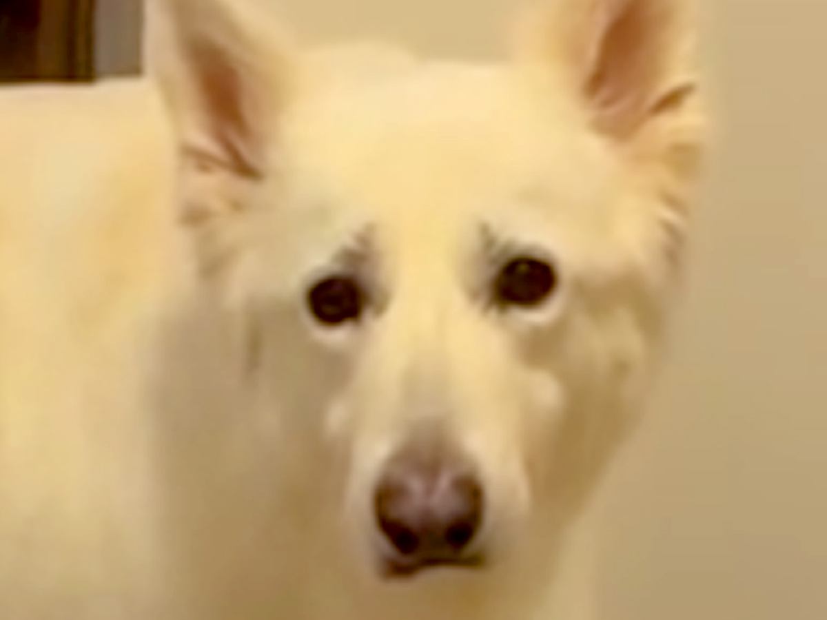 『お散歩できる』と勘違いした大型犬→一緒に行けないと伝えた結果…感情ダダ漏れな『切なすぎる反応』が432万再生「眉毛下がるの可愛すぎｗ」