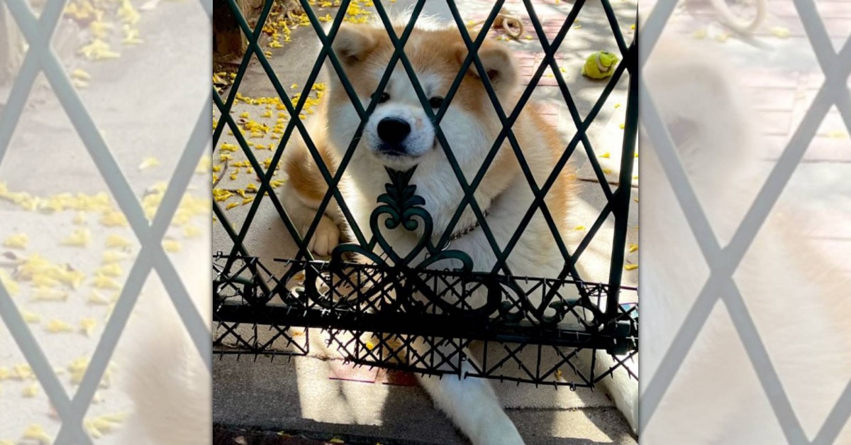 早く家に帰りたくなる！家に近づく飼い主さんを待つ秋田犬さんにキュン