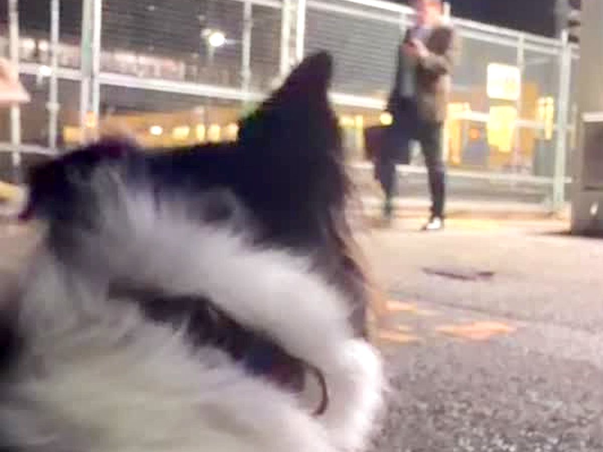 息子を迎えに大型犬と一緒に駅まで行ったら→突然『知らない男性』に声をかけられ…思わず感動する『まさかの展開』が60万再生「泣ける…」