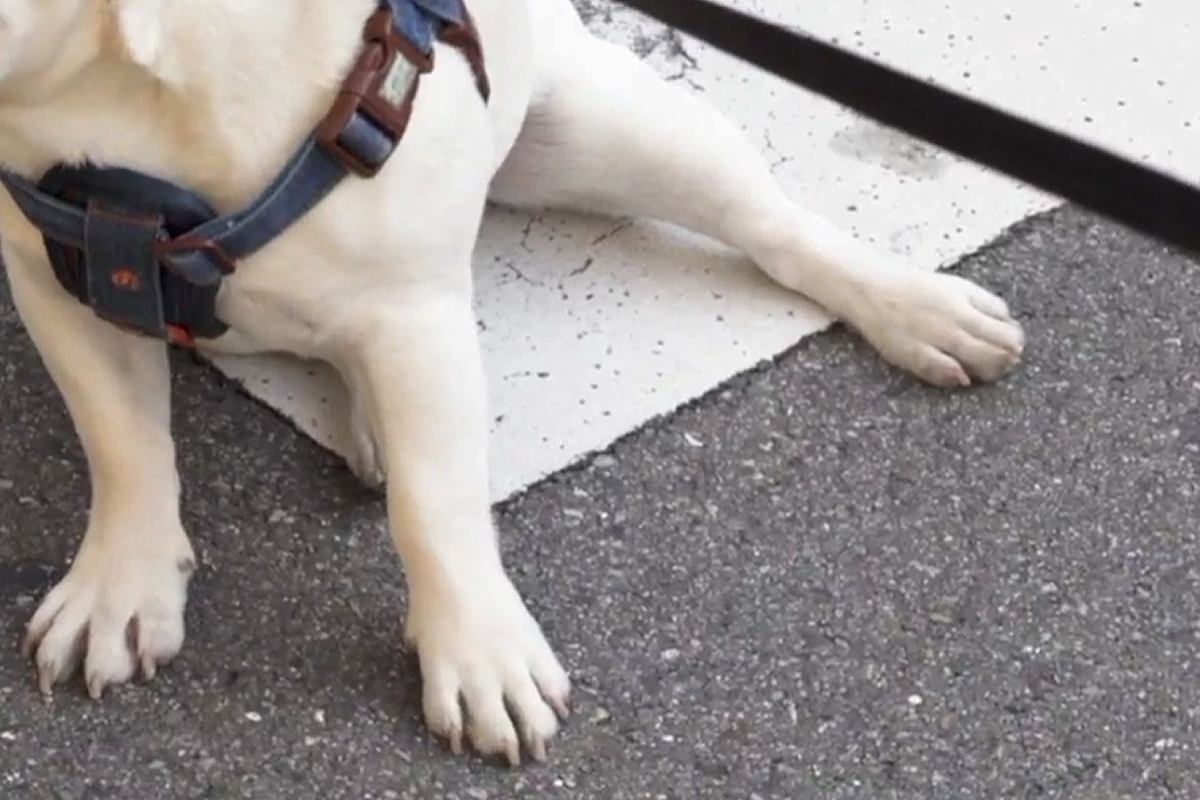 『絶対に帰りたくない犬』VS『帰りたい飼い主』抱っこして帰ろうとしたら…愉快な攻防戦とまさかの結末に反響「分かってて賢い」「笑ったｗ」