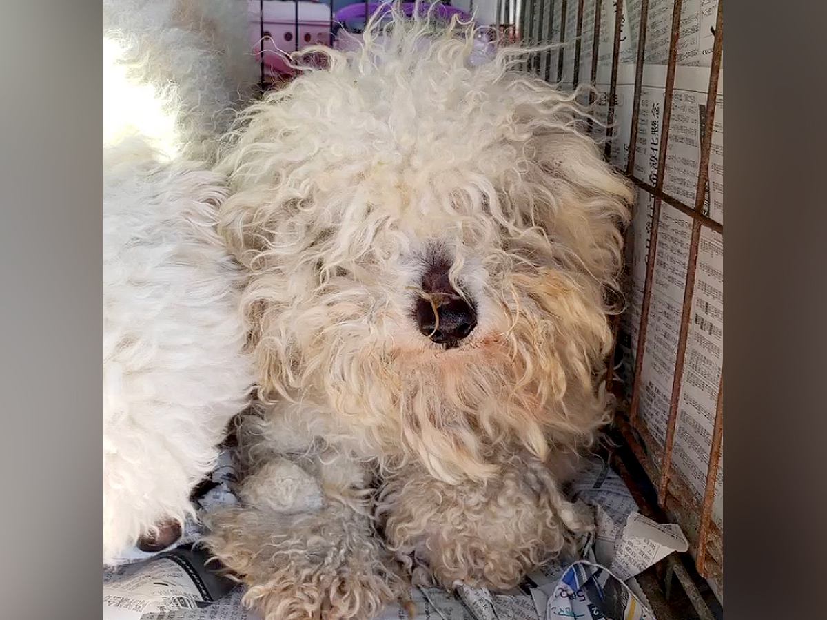 毛が伸びて固まってしまった『ガリガリ犬』を保護…トリミングした結果→まるで別犬のような姿と『泣ける結末』に「今までの分幸せに」の声