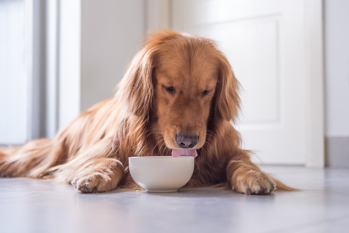 犬に使うのは避けるべき『食器』4つ　避けたほうがいい理由と愛犬に合わせた選び方を解説