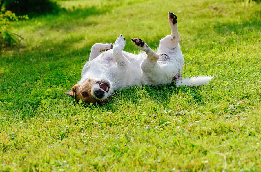 犬がお腹を出して体をくねくねする心理７つ