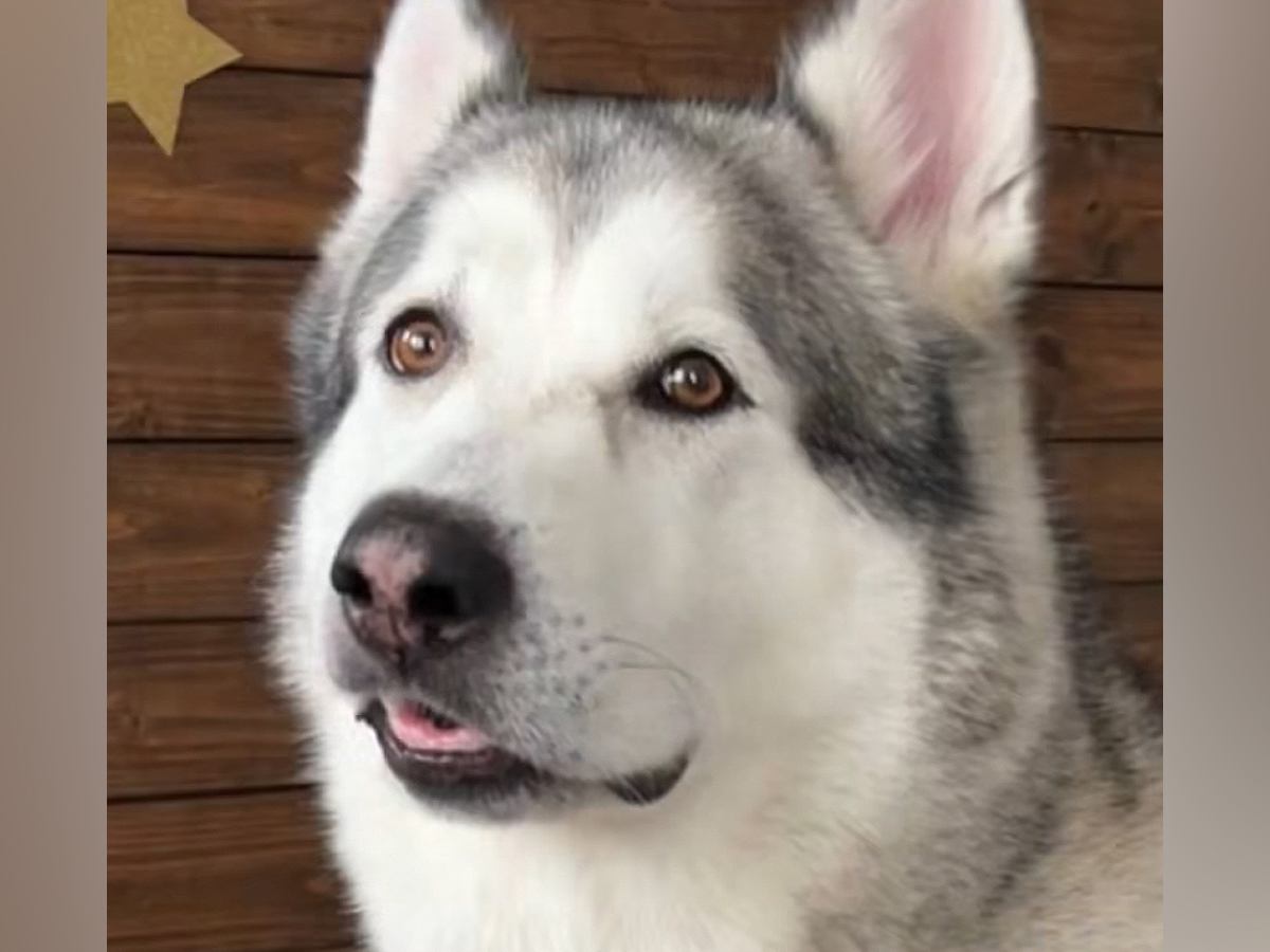 大型犬の耳掃除をした結果→普段は可愛らしい顔なのに…想像の上をいく『初めての表情』が25万再生「どういう感情ｗｗ」「口角上がってて草」