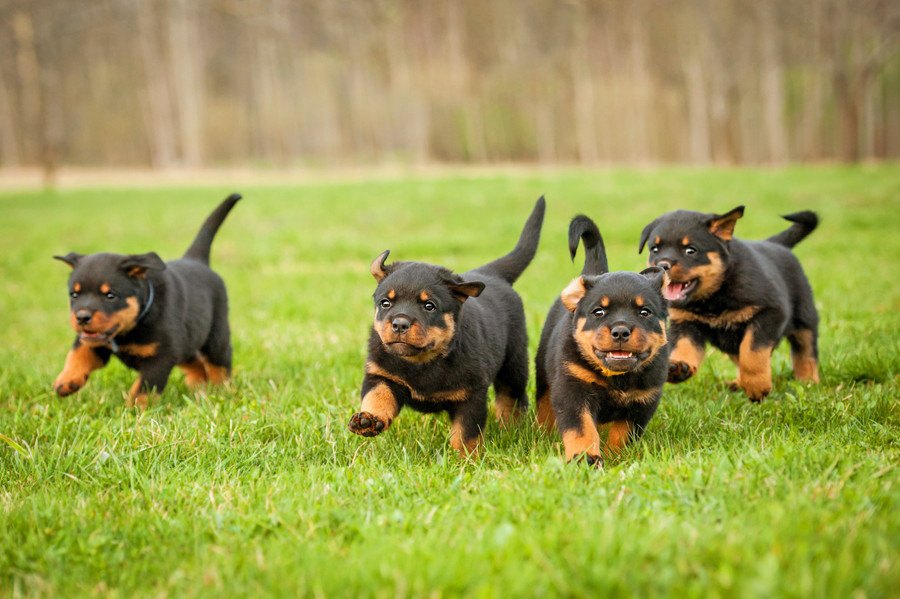 『しつけが難しい』と言われる犬種４選