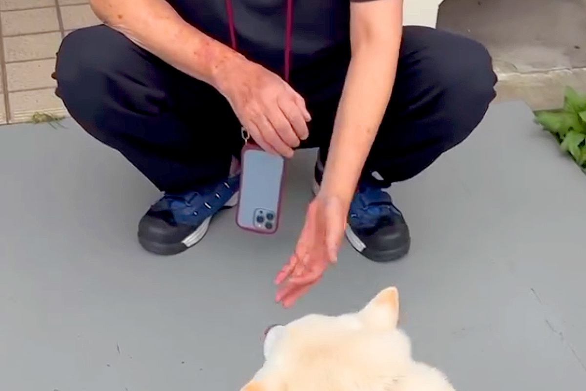 『かかりつけの獣医さん』に恋をしている犬→散歩中、遭遇出会った結果…尊すぎる『乙女な光景』が73万再生「恋心が溢れてる」「ルンルンｗ」