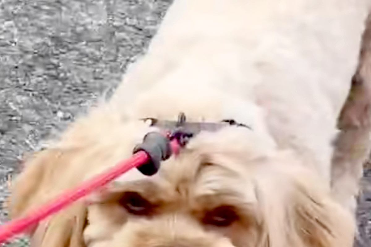 お母さんの代わりに、息子が『犬の散歩』をした結果→露骨すぎる『態度の違い』が245万再生「顔がｗｗ」「こんな表情の犬いるんｗ」と爆笑の声