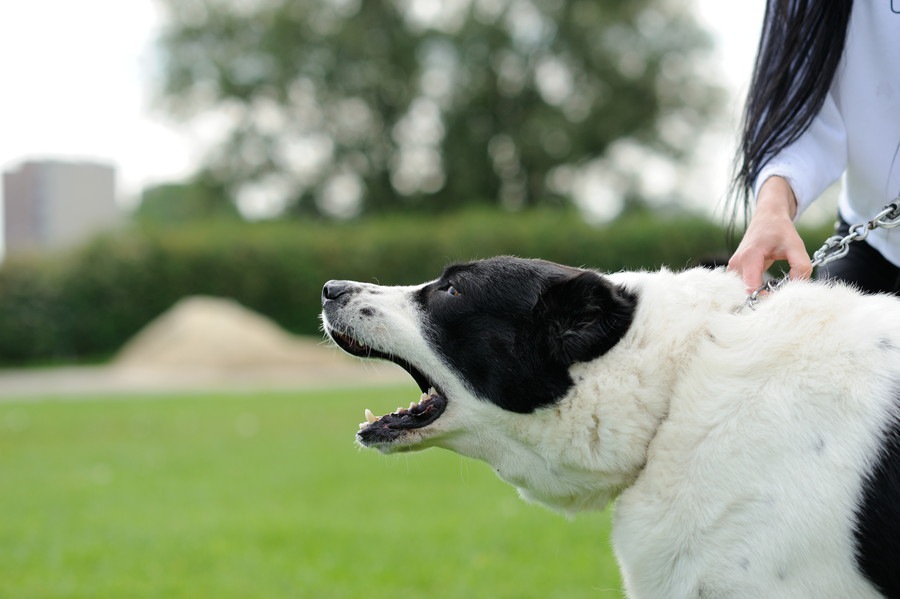 犬が急に吠えるようになる原因とやめさせる方法