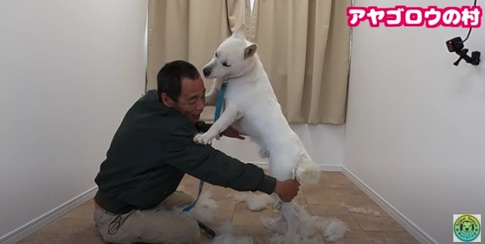 【保護犬】紀州犬が苦手なブラッシングに挑戦したら…衝撃の状態に！