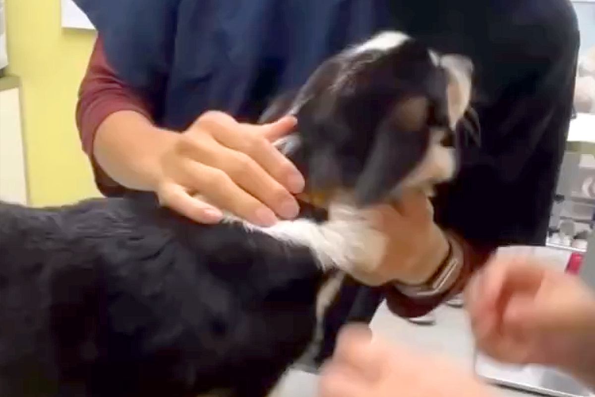 小さなころから病院へ行くことが多かった犬→もはや『遊ぶ場所』だと思っていて…まさかの『注射の光景』に絶賛「可愛すぎるｗ」「本当に楽しそう」