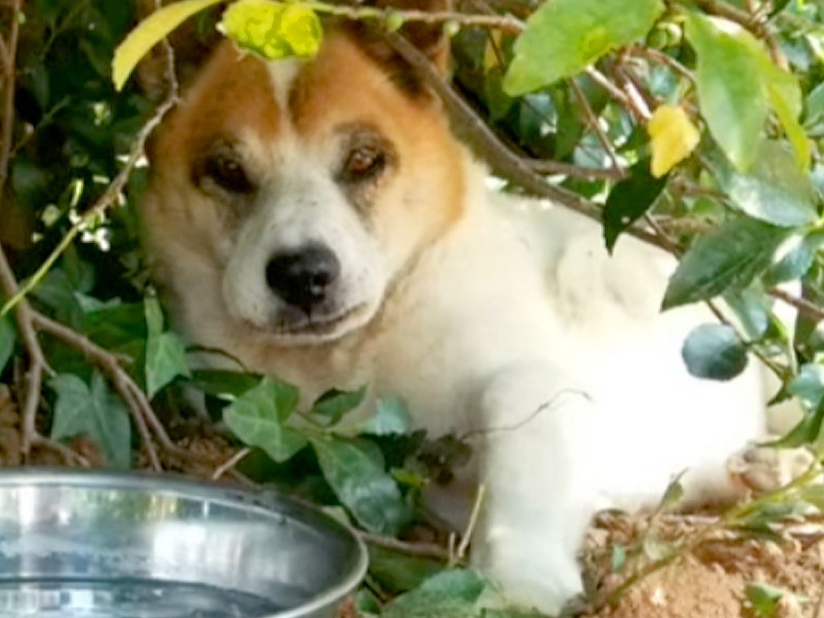 みかん畑で出会った野犬→家族になっても距離は縮まらず…涙が止まらない『一生を終えるまでの記録』が7万再生「幸せな犬生」「天国で見てる」