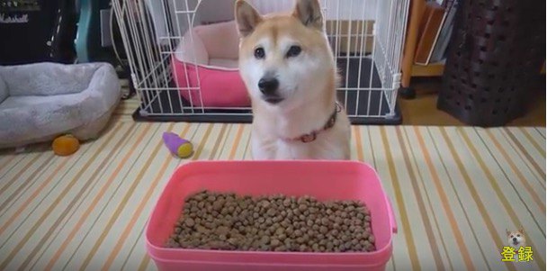 餌箱全開で「よし！」と言われたら？柴犬の意外な反応に驚き