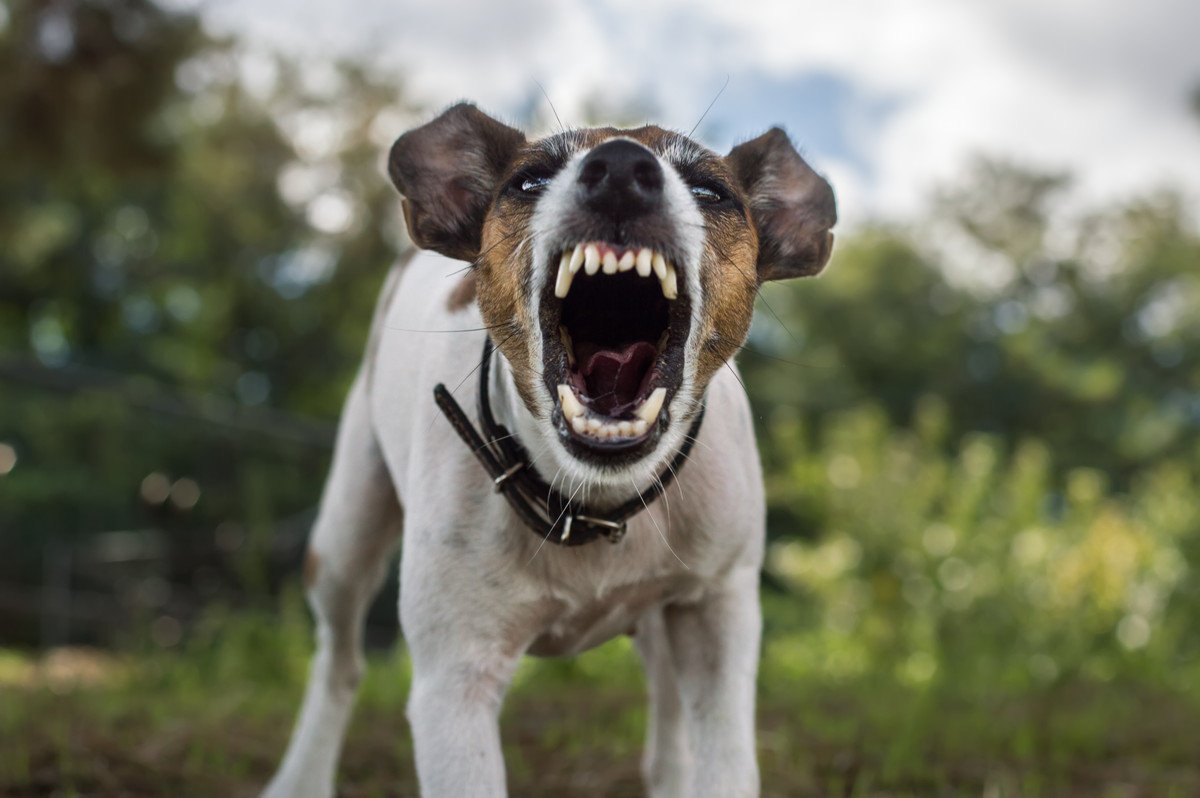 犬がする『野性味溢れる行動』4つ　やりすぎてしまう問題行動をクールダウンさせる方法まで