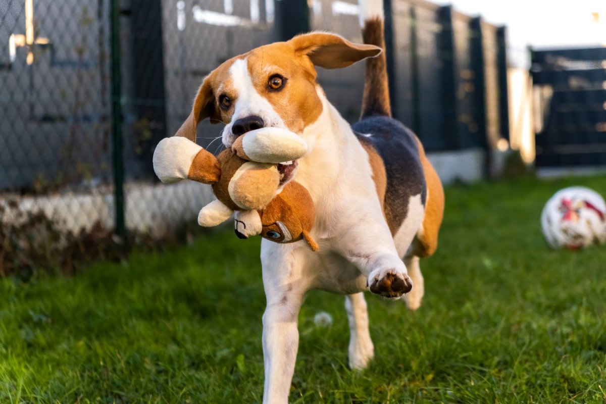 犬が『おもちゃ』を咥えながらブンブン振り回す理由3つ