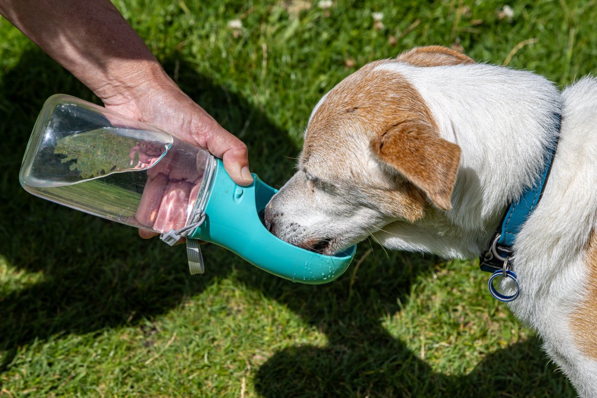 犬に『水分補給』をさせるときの絶対NG行為4選　健康被害をもたらす水の与え方とは？