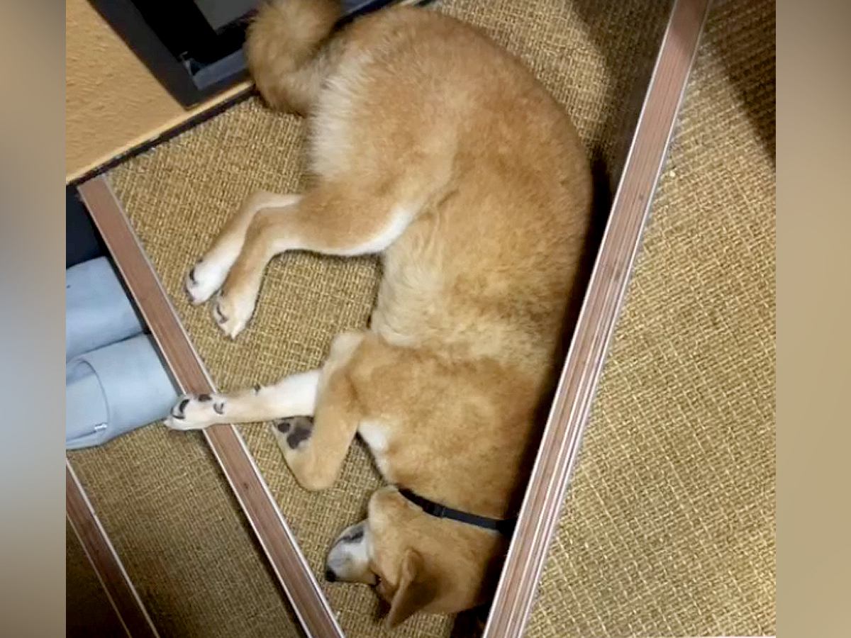 冷暖房もない『ビルの一室に閉じ込められていた犬』を保護…６年後→涙が止まらない『別犬のような変化』に感動「表情が…」「幸せいっぱいの笑顔」