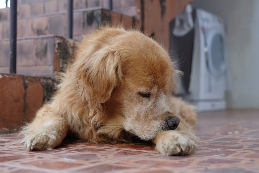 犬が自分の手足を噛む理由と対処法