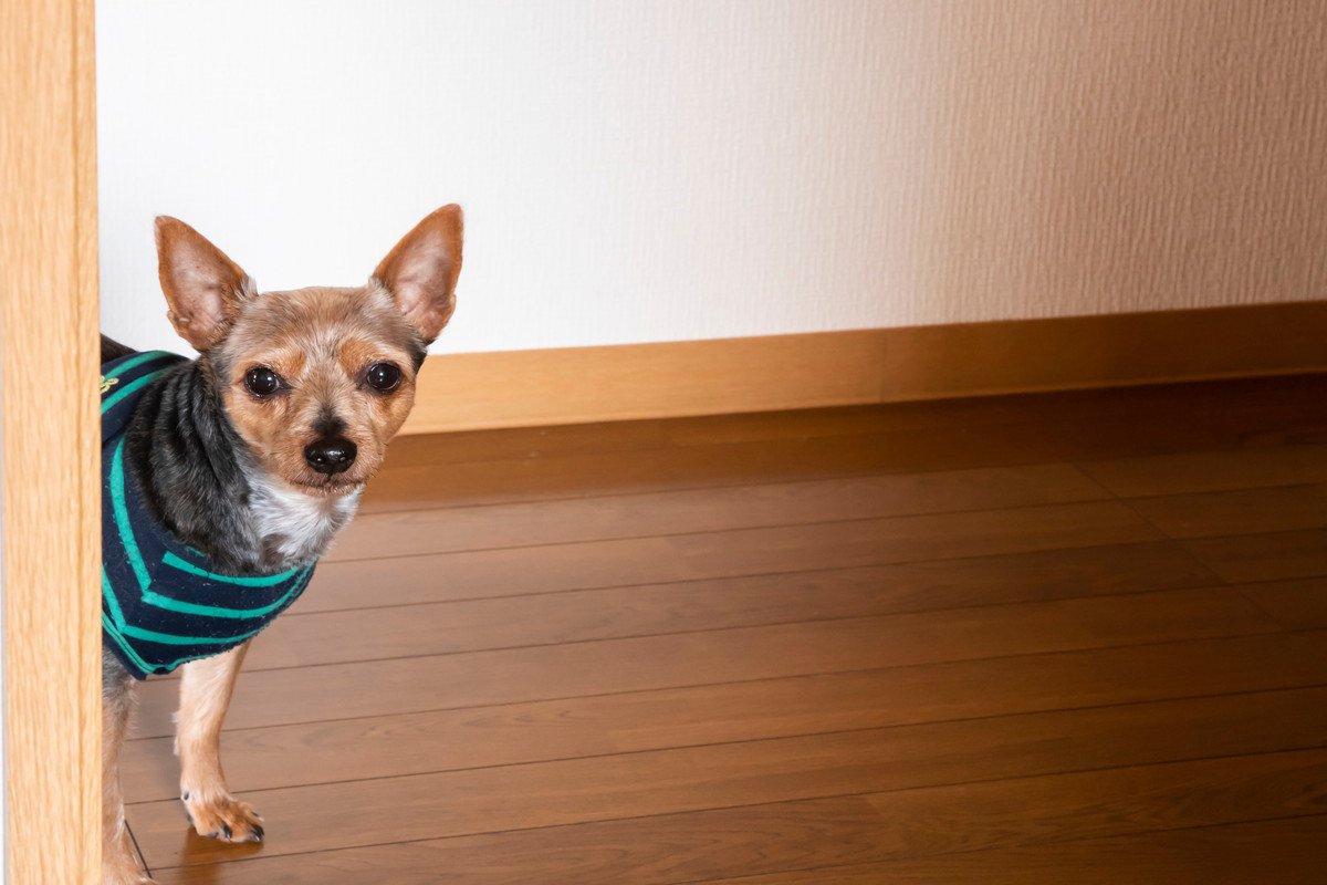 犬が『散歩に行きたい』と伝えているサイン4つ　どうしても行けない場合の対応まで