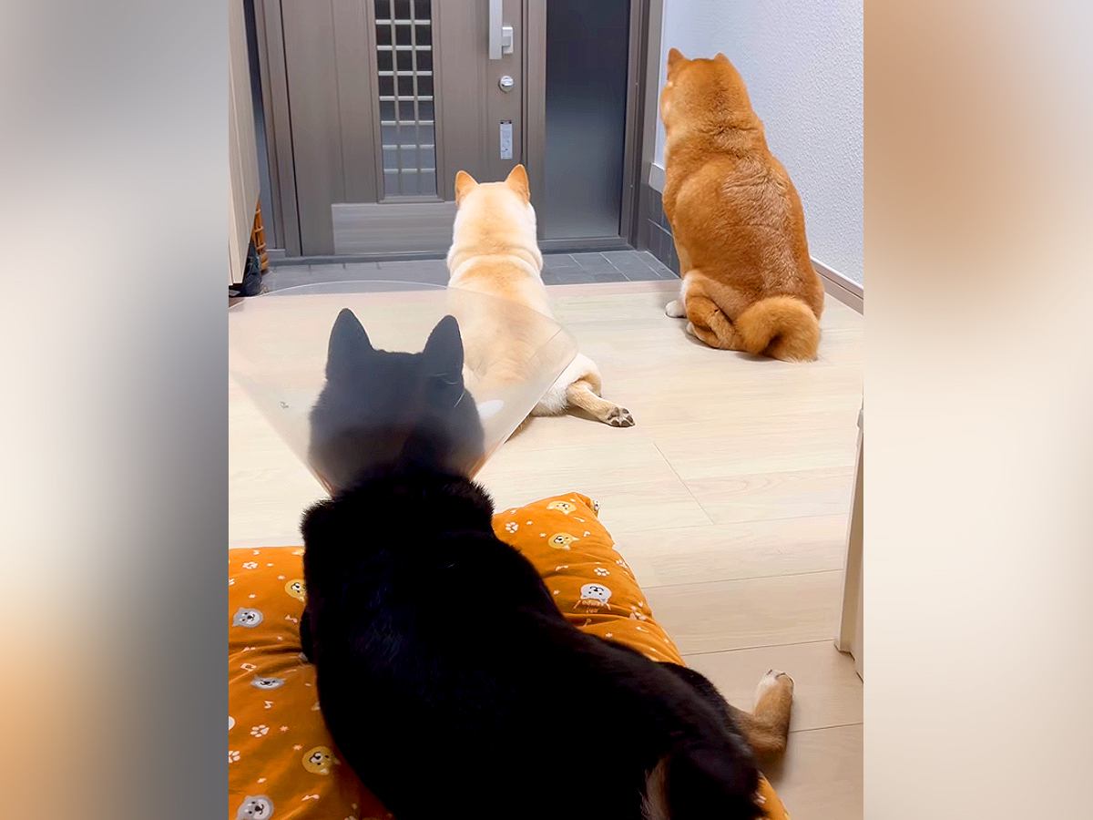 玄関でパパの帰りを待つ3匹の犬→ドアが開いた、次の瞬間…幸せすぎる『おかえりなさい』の光景に「みんな可愛い」「疲れ吹っ飛ぶ」と絶賛の声