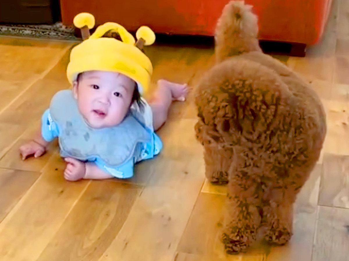 赤ちゃんを心配して、常に寄り添い守っていた犬…１年後→涙が出るほど尊い『関係性が変化した光景』に感動「かわいすぎる」「癒された」と反響