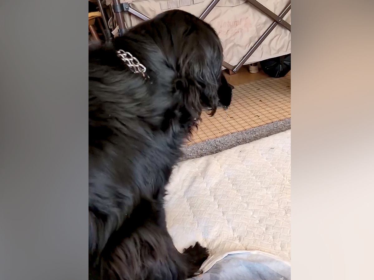 急に立てなくなった老犬→なぜかカートにも乗りたがらず…思わず涙する『まさかの光景』に感動の声続々「すごい…自分で歩きたいんだ」「泣いた」