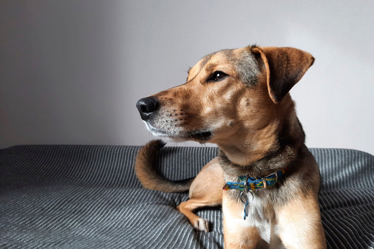 犬が『信用していない人』にみせる仕草や行動4選　愛犬との関係性が悪化しているサインとは