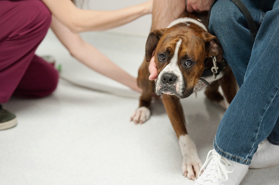 人嫌いな犬がする5つの行動