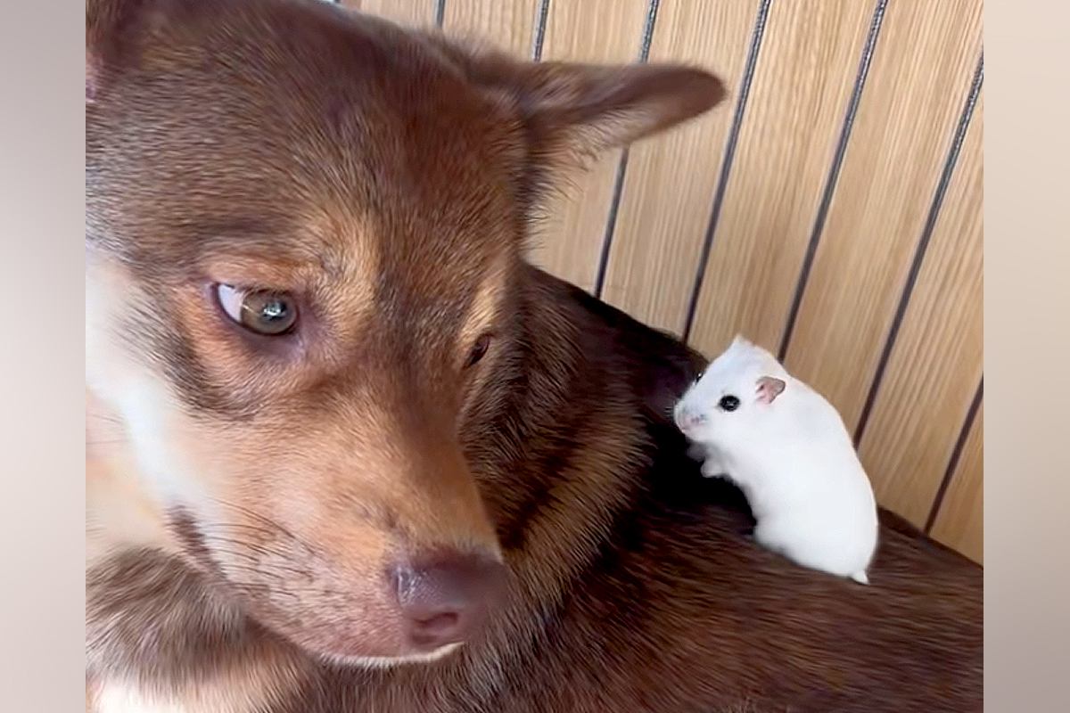 ハムスターが『犬の背中で大はしゃぎした』結果→嫌がるかと思ったら…まるで『我が子を見守るような光景』に反響「優しい顔」「どっちも可愛い」