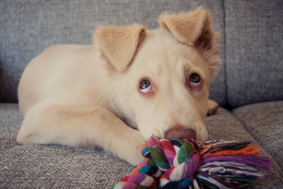 犬が『飼い主に叱られている時』によくする仕草や態度３選