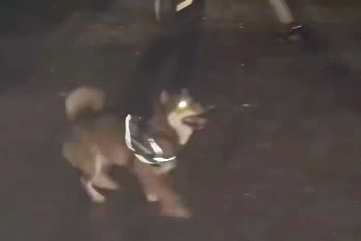 夜、公園のロープを犬の前に出した結果→『可愛く遊ぶかな』と撮影すると…ホラーすぎる『まさかの光景』に爆笑「電車で見るんじゃなかったｗ」