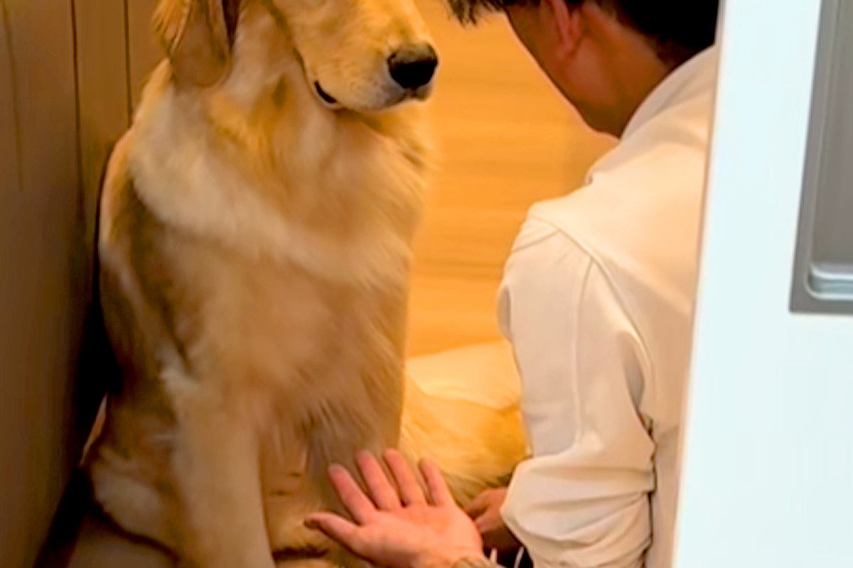 パパが大型犬に『お手』と言うと、しぶしぶ手を差し出して…あまりにもやる気がない『態度と表情』が410万再生「ダルそうで草」「最高ｗｗ」