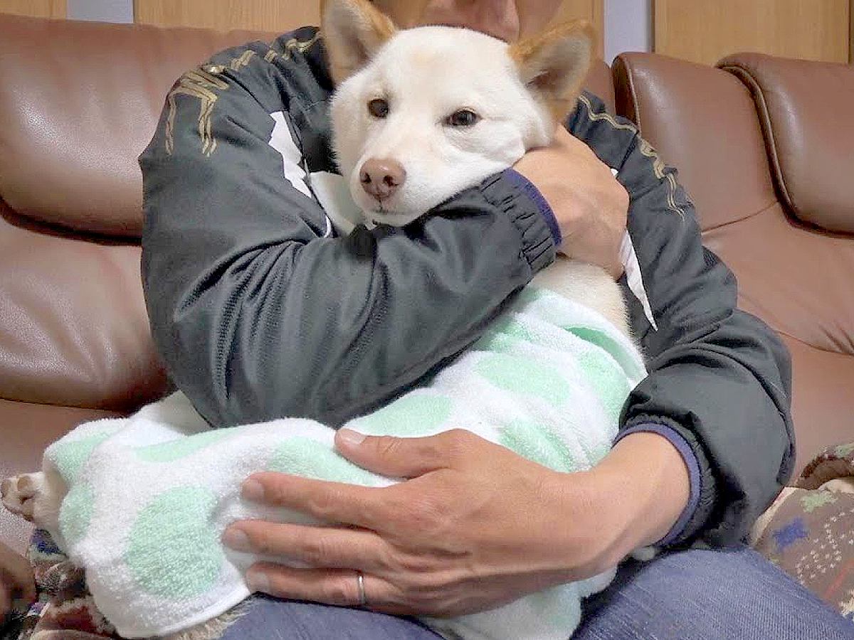 犬が散歩で濡れたので『タオルで包んでみた』結果…まさかの『赤ちゃん』に成り果ててしまう様子が4万再生「甘えん坊」「大人しすぎ」と悶絶