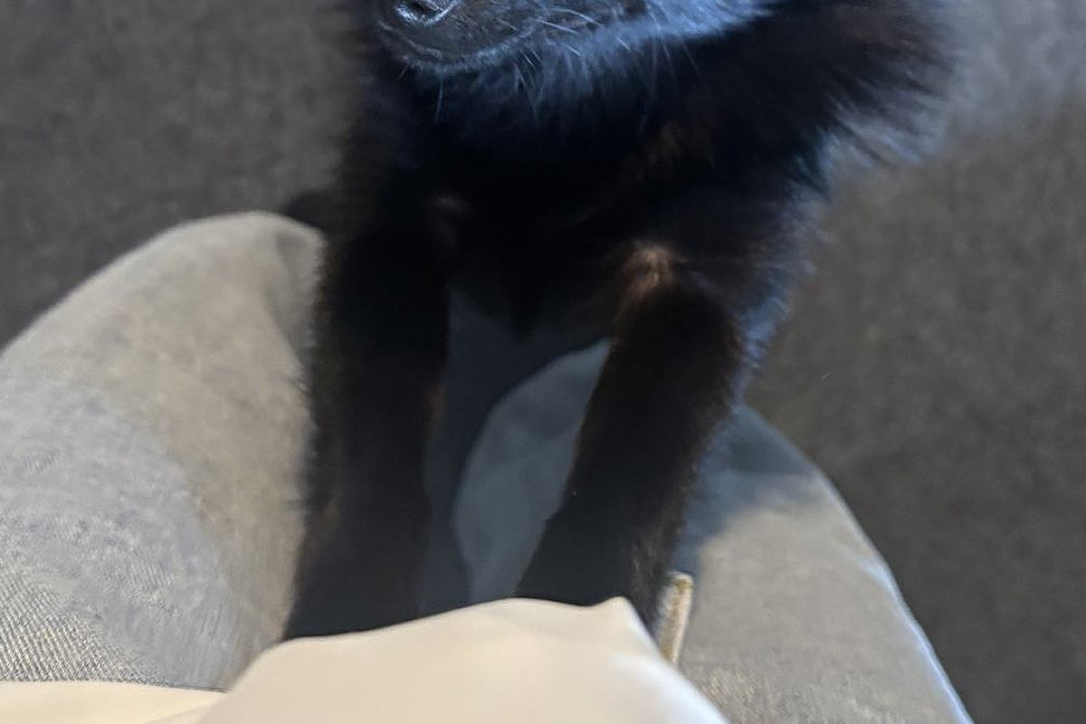 生まれて初めて『セミの鳴き声』を聞いた子犬→驚いてしまって…犬生一周目すぎる『迫真の表情』に3万いいね「知らないとビックリだよねｗ」