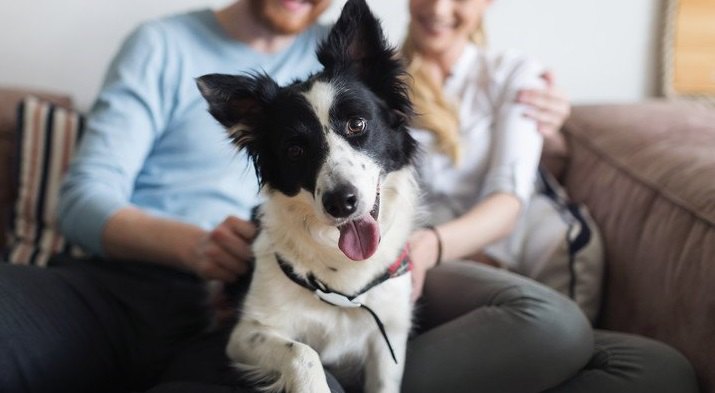 これを守れない人は犬を飼うべきではない！犬の飼い主に課せられている『６つの義務』